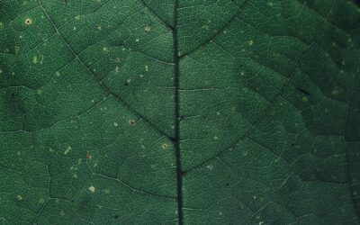 Curating Investment Opportunities